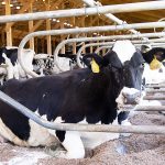 210730cow-farm-dairy